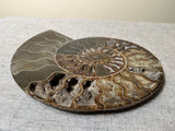 Bisected Ammonite Fossil. 9”