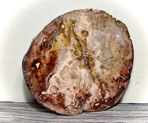 Strange Imports. Fossils. Extra Large slab of petrified wood. great color and detail! Polished both sides. Unique centerpiece for any room. Can be used as a trivet for your table top or would make a great cheese platter.