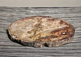 Strange Imports. Fossils. Extra Large slab of petrified wood. great color and detail! Polished both sides. Unique centerpiece for any room. Can be used as a trivet for your table top or would make a great cheese platter.
