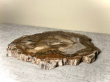 Extra Fine Petrified Wood Slab. Rich Earth tones.