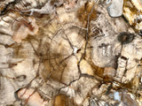 Fine Petrified Wood Slab. Beautiful Colour.