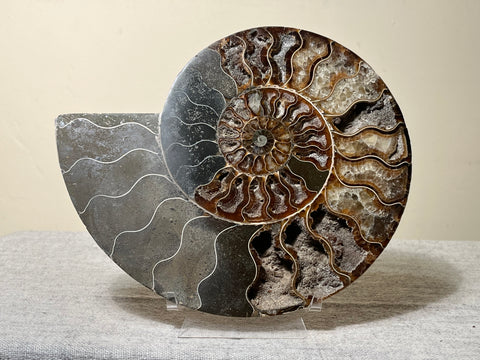 Strange Imports Fossils Ammonites are prehistoric animals that first appeared about 240 million years ago! Descended from Bacrite that date back about 415 million years ago. Ammonites are the most common and abundant fossils found today.