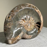 Perfect Ammonite Fossil Bowl