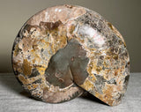 Perfect Ammonite Fossil Bowl