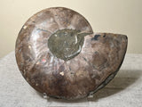Bisected Ammonite Fossil. 9”