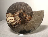 Massive bisected Ammonite Fossil.