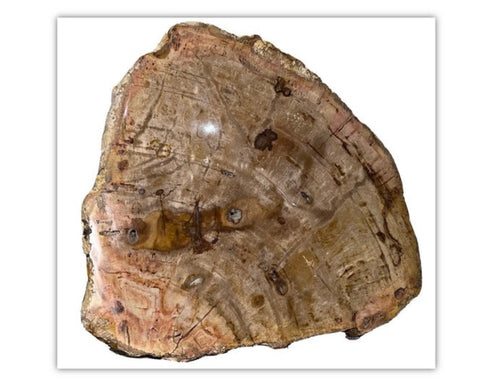Strange Imports. Fossils. A great slab of petrified wood. great color and detail! Polished both sides. Unique centerpiece for any room.  Can be used as a trivet for your table top or would make a great cheese platter.