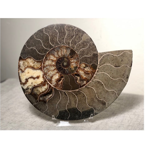 Strange Imports Fossils Ammonites are prehistoric animals that first appeared about 240 million years ago! Descended from Bacrite that date back about 415 million years ago. Ammonites are the most common and abundant fossils found today.