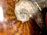 Amazing Whole Ammonite Fossil from Madagascar FREE SHIPPING