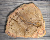 Beautiful Large Petrified Wood Slab