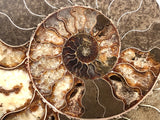 Massive bisected Ammonite Fossil.