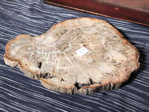 Fine Madagascar Petrified Wood Slab. Nice color variations, natural wood edge. Perfect for display, as a cheeseboard or trivet. From Madagascar, approximately 200 million years old!