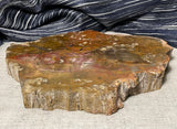 Strange Imports. Fossils. A great slab of petrified wood. great color and detail! Polished both sides. Unique centerpiece for any room. Can be used as a trivet for your table top or would make a great cheese platter.