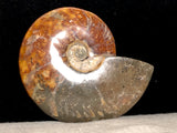 Amazing Whole Ammonite Fossil from Madagascar FREE SHIPPING